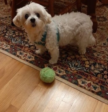 Sale💥Anti-Anxiety Automatic Moving Ball Dogs And Cat Toys