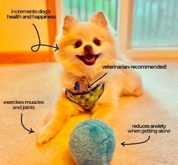 Sale💥Anti-Anxiety Automatic Moving Ball Dogs And Cat Toys