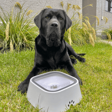🔥Pet Water Bowl Splash-proof Not Wet Mouth Can Be Car Anti-flip Waterer